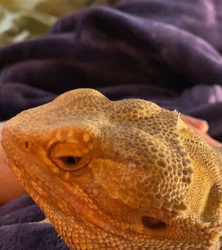 Goji - Lethargic & no appetite