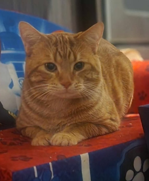 Loki - Facial infection & fever