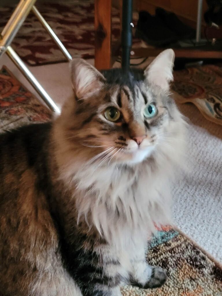 Otis - Dental surgery