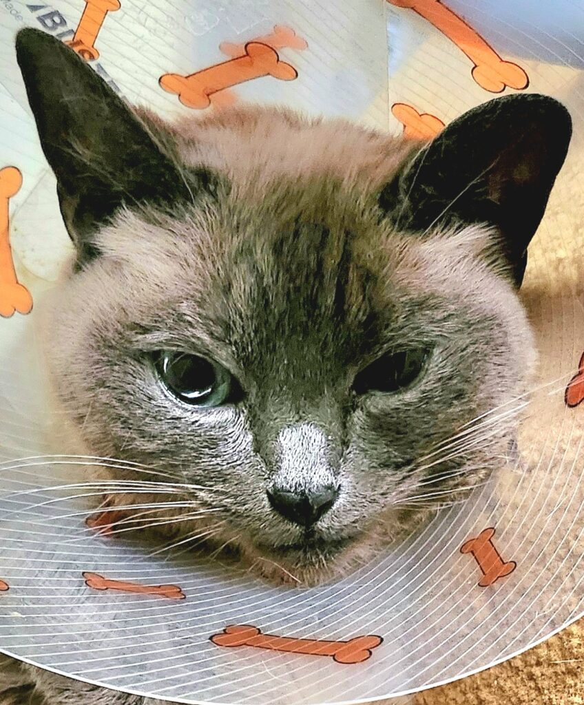 Sheegwa Cephira - Bladder stones