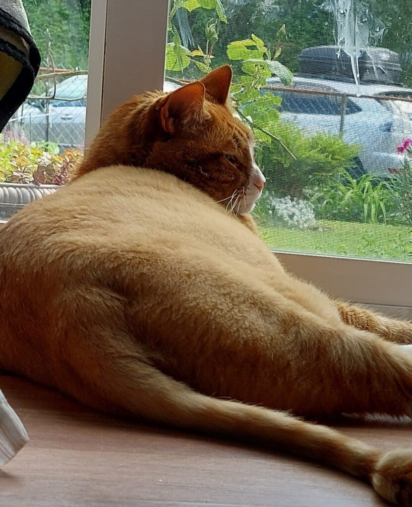 Waffles - Suspected intestinal blockage